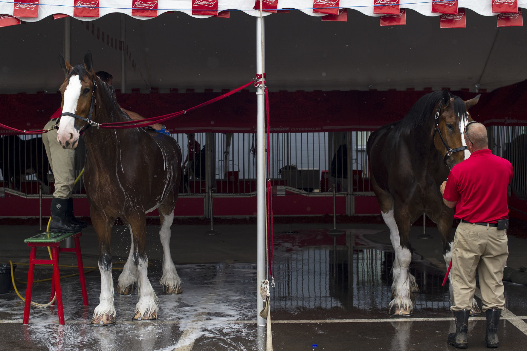 Budweiser Clydesdales 04